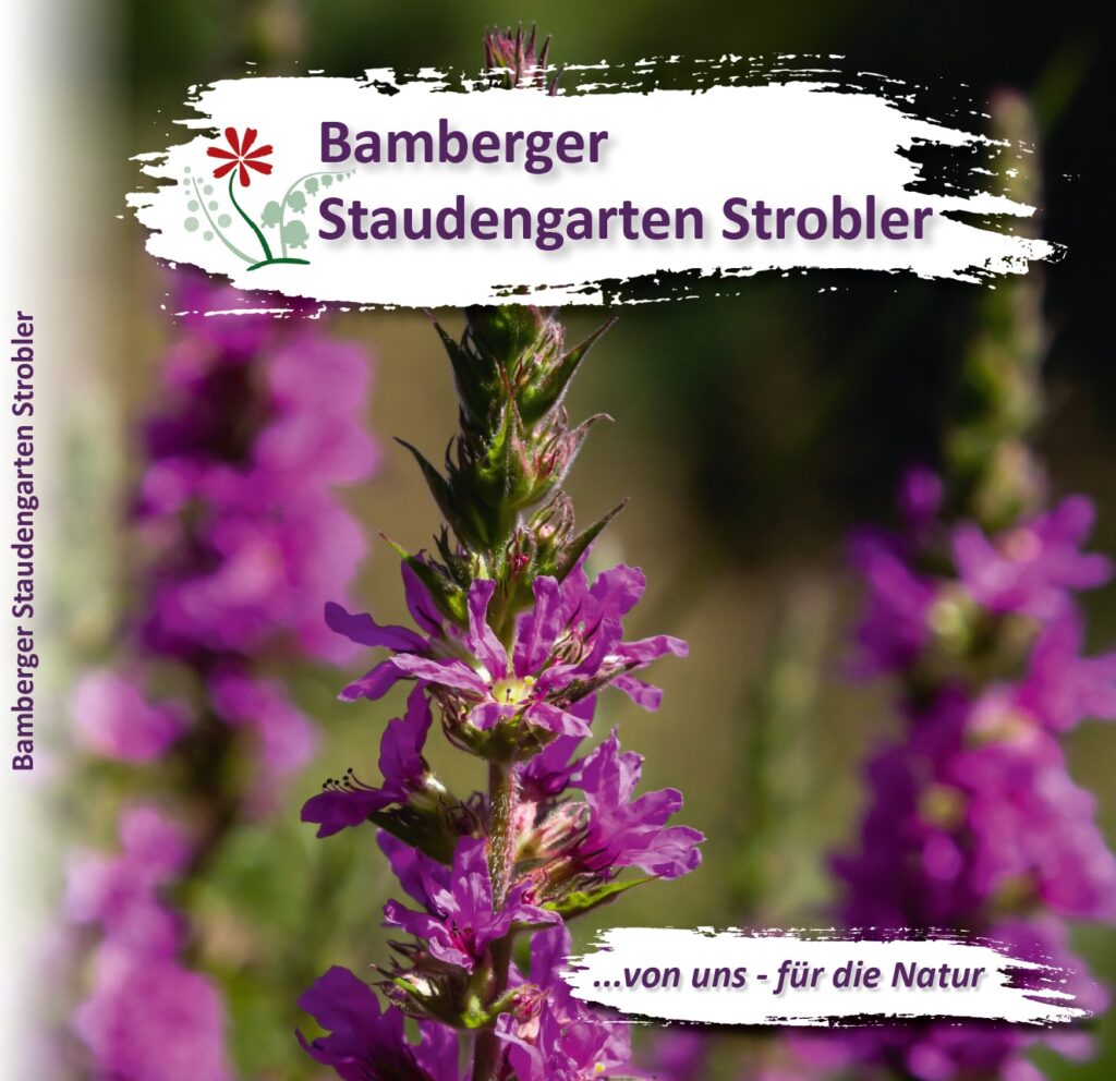 Bamberger Stauden_023.jpg