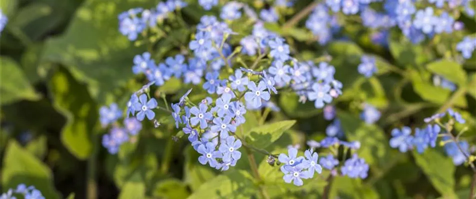 Brunnera macrophylla