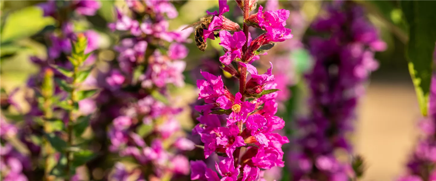 Lythrum salicaria 'Robin'