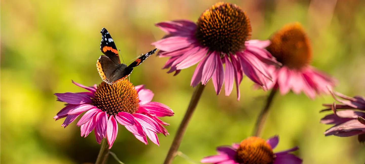 Schmetterling auf Sonnenhut