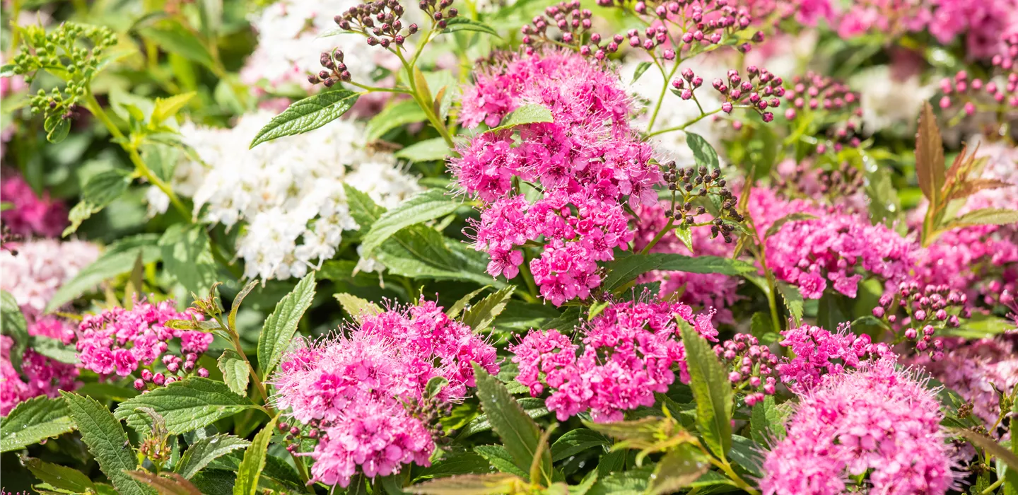 Spiraea japonica 'Little Princess'