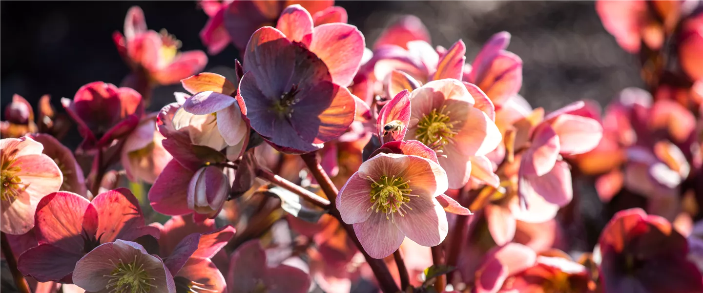 Helleborus orientalis, dunkelrosa