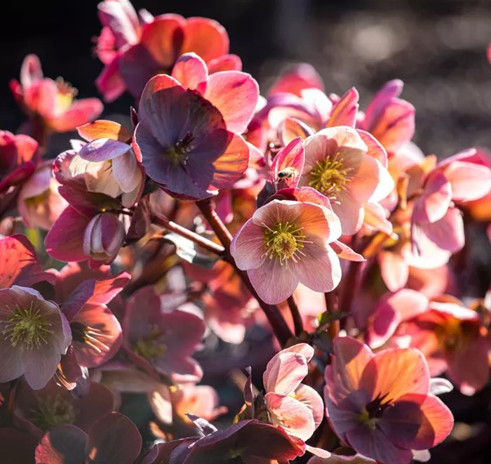 Helleborus orientalis, dunkelrosa